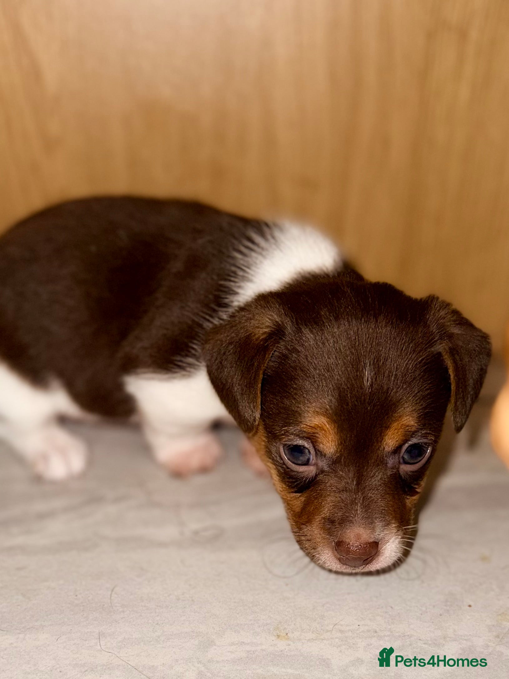 Jack Russell dogs Miniature Jack Russell pups - Advert 1