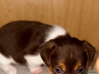 Jack Russell dogs Miniature Jack Russell pups - Advert 1