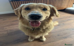 Golden Retriever dogs for sale: ✨ Golden Retriever Puppies Due 1st December ✨ - Image 3