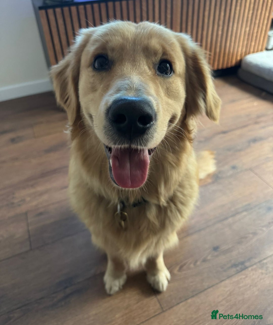 Golden Retriever dogs for sale: ✨ Golden Retriever Puppies Due 1st December ✨ - Image 3