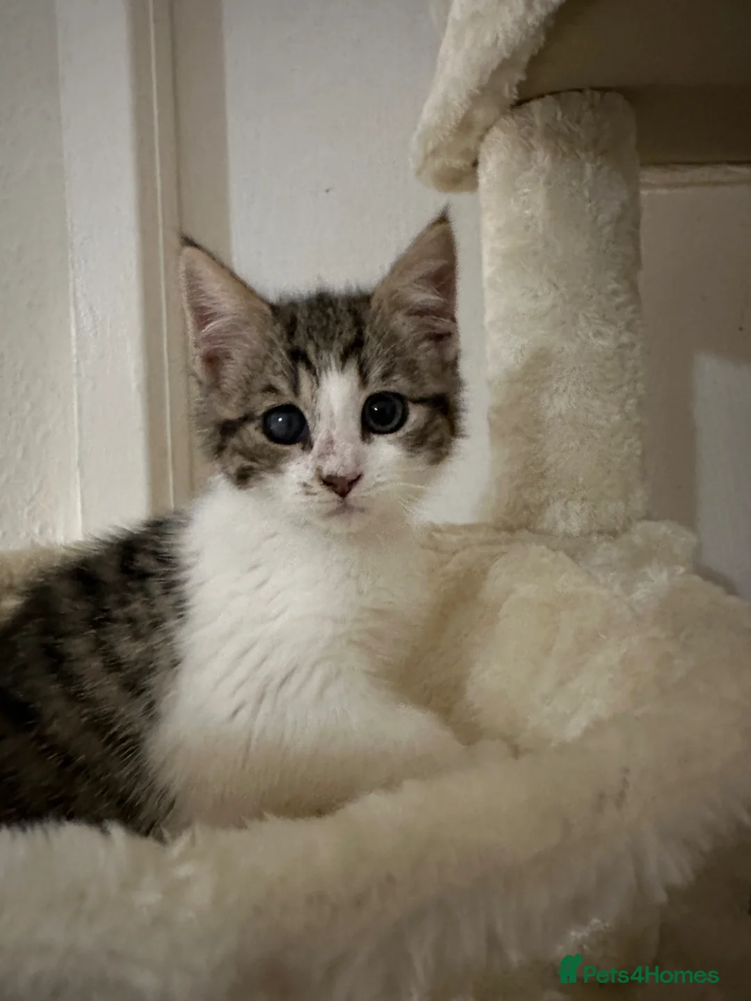 Mixed Breed cats for sale: Beautiful Tabby & Ginger Kittens in Manchester - Advert 8
