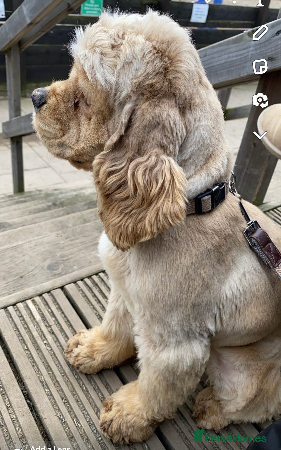 American Cocker Spaniel dogs for sale: Stunning FCI Russian 3yr old champion lines female - Advert 6