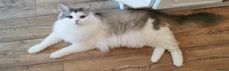 Siberian cats for sale: Registered Siberian Neva Kittens  - Advert 5