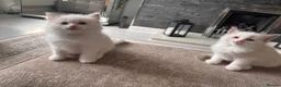 Ragdoll cats for sale: Pure Bred Ragdoll Kittens in Hartlepool - Advert 9
