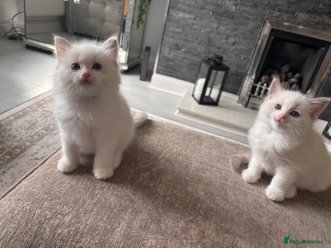 Ragdoll cats for sale: Pure Bred Ragdoll Kittens in Hartlepool - Advert 9