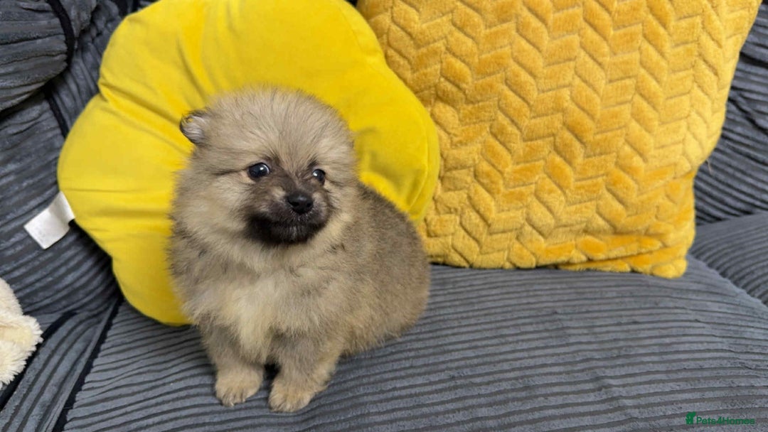 Pomeranian dogs for sale: ✨ Fluffy Pomeranian Puppies – Ready in October! - Image 9