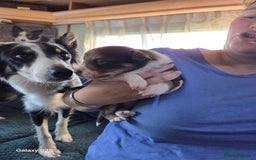 Border Collie dogs for sale: Stunning border collie puppies  - Image 8