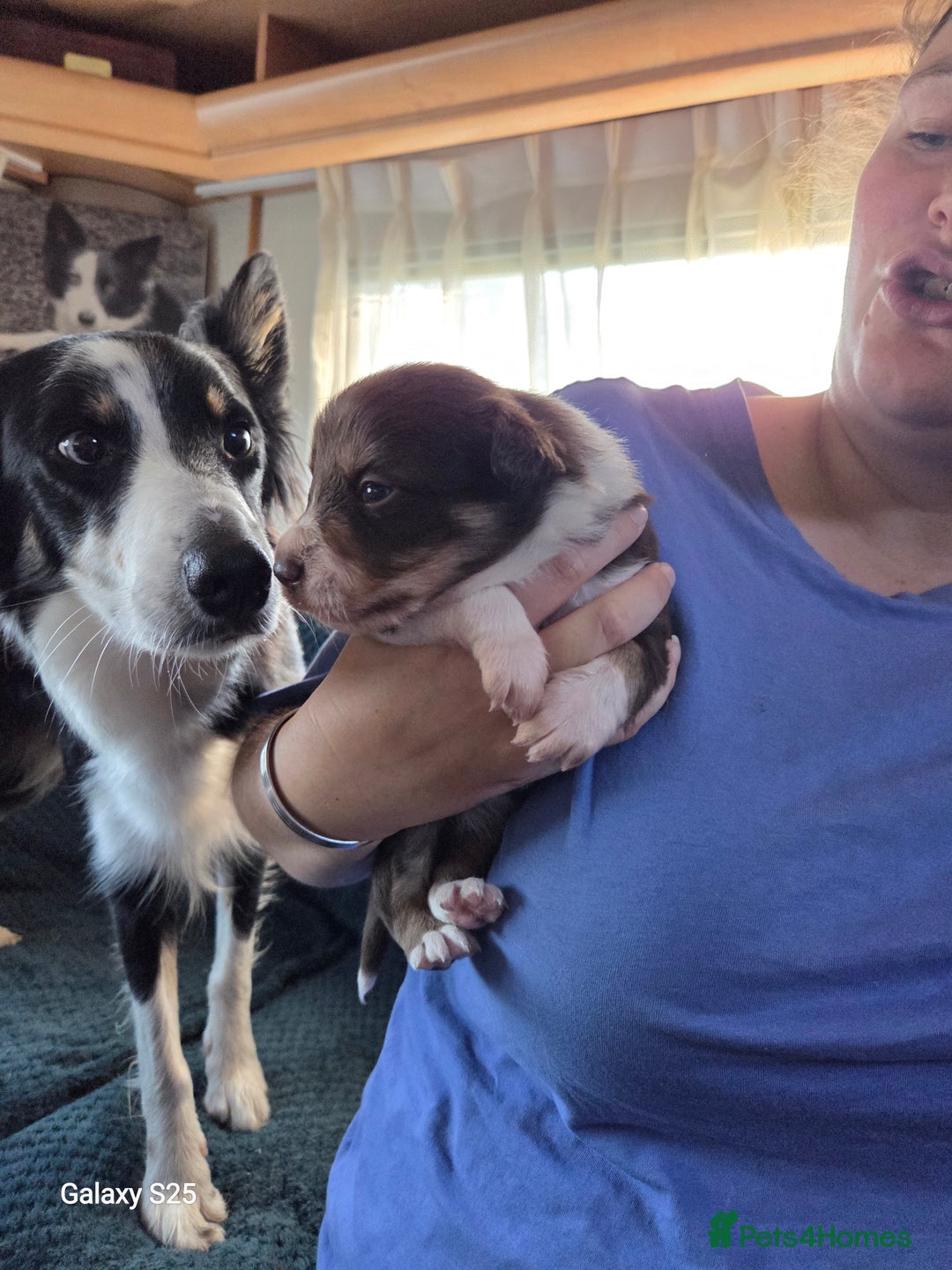Border Collie dogs for sale: Stunning border collie puppies  - Image 8