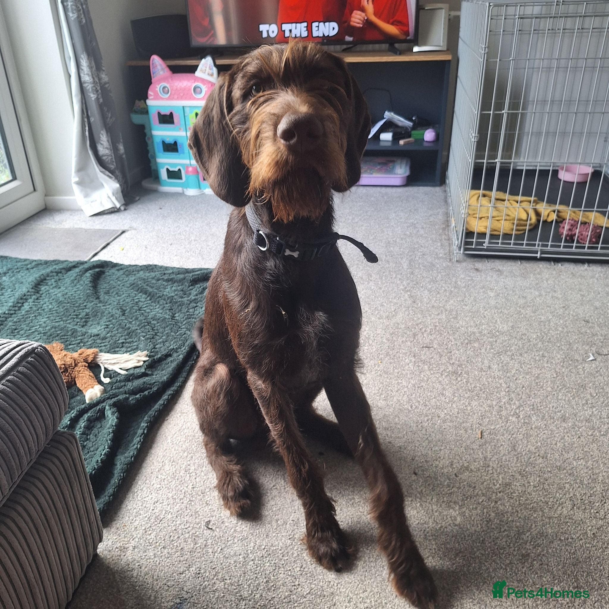 German Wirehaired Pointer dogs Gunner - Advert 5