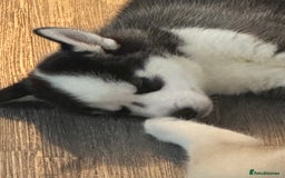 Siberian Husky dogs for sale: Adorable Husky Puppies  - Image 5