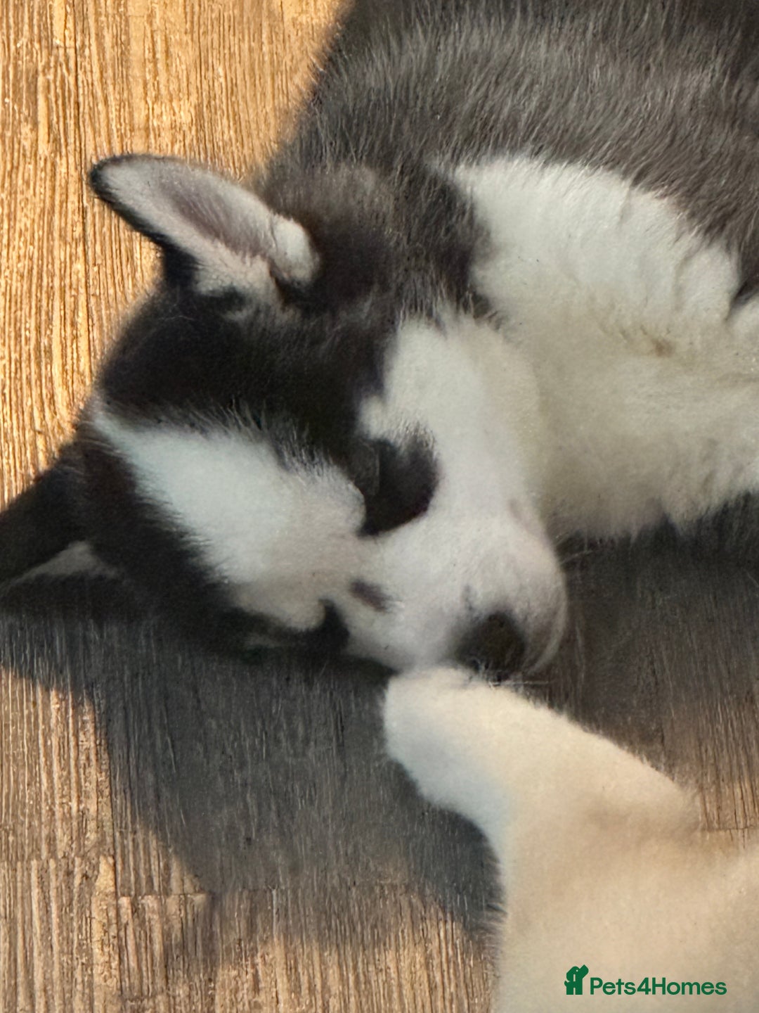 Siberian Husky dogs for sale: Adorable Husky Puppies  - Image 5