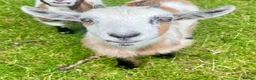 Goats livestock for sale: Pygmy goat kids available (pairs only )  - Advert 1