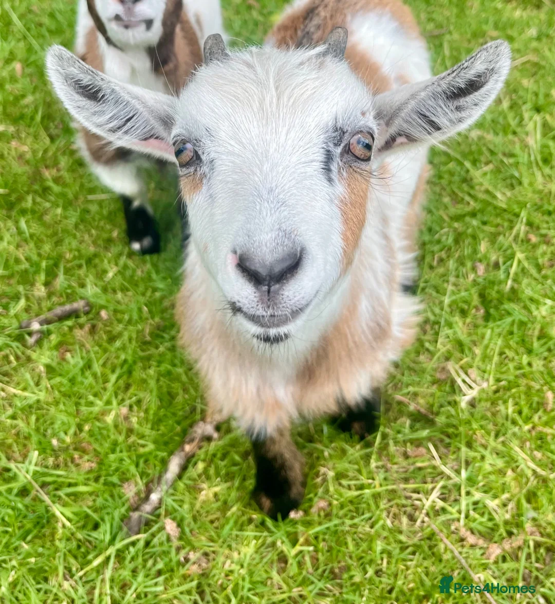 Goats livestock for sale: Pygmy goat kids available (pairs only )  - Advert 1