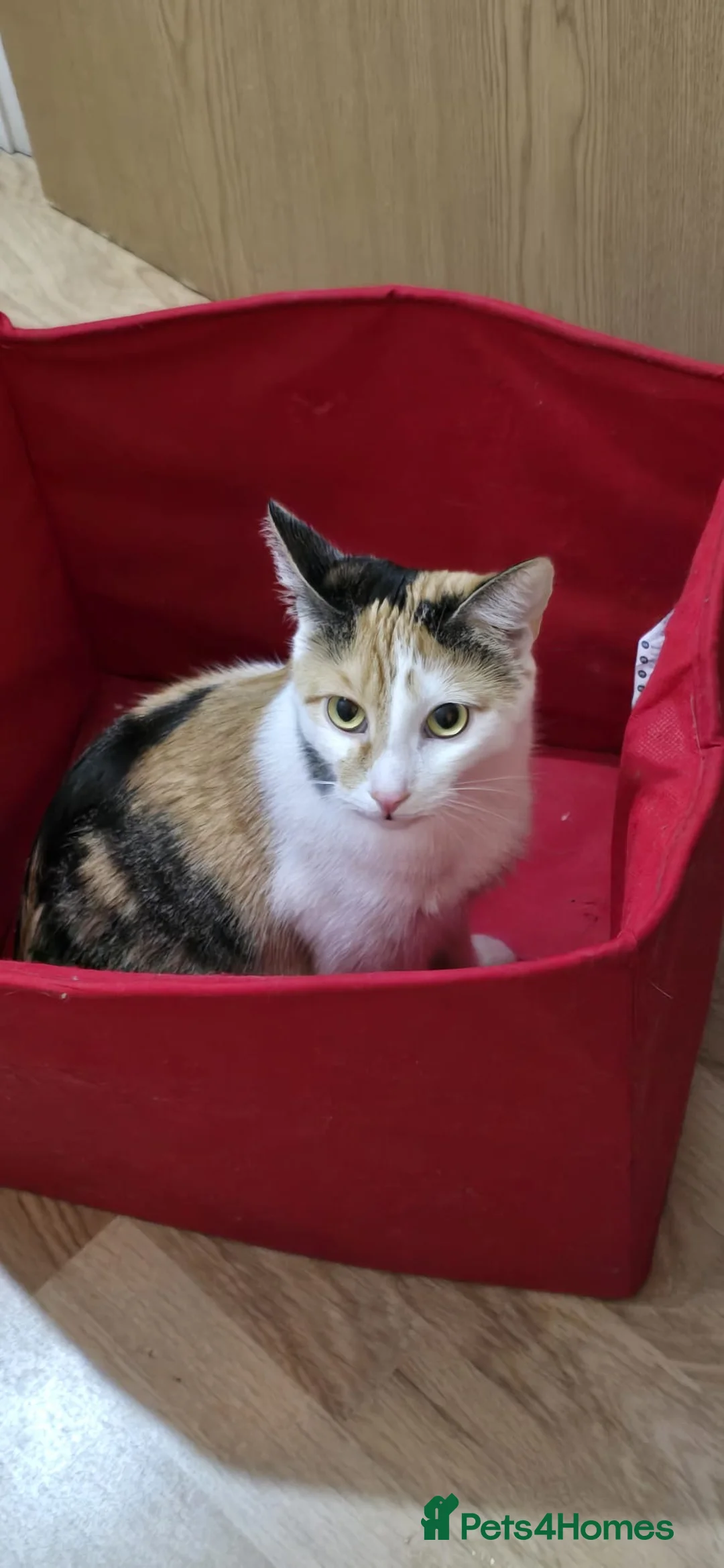 Mixed Breed cats for sale: Lovely cats looking for new homes  - Advert 1