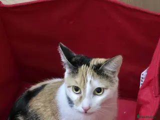 Mixed Breed cats Lovely cats looking for new homes - Advert 1