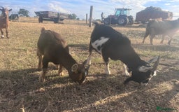 Goats livestock for sale: Young Pygmy Goats 1 x female 1x wether in Huntingdon - Image 2