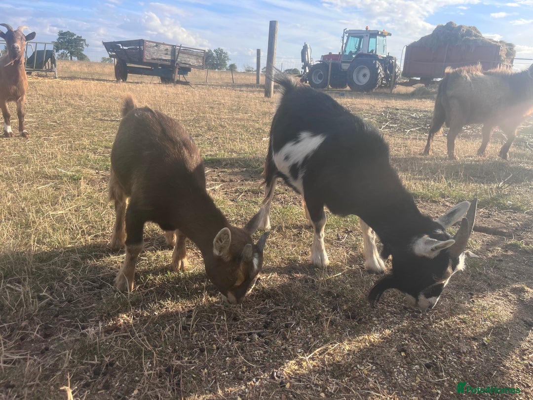 Goats livestock for sale: Young Pygmy Goats 1 x female 1x wether in Huntingdon - Image 2
