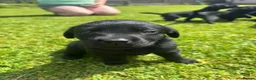 Labrador Retriever dogs for sale: 9 Pedigree Black Labrador Retrievers   in Llangadog - Advert 12