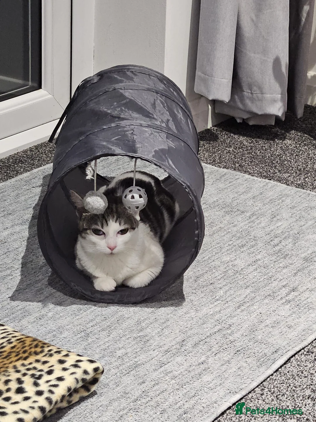 American Shorthair cats for sale: 2 beautiful 3 year old cats  - Advert 2