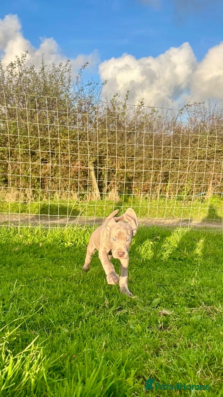 Weimaraner dogs for sale: KC weimaraner girl READY NOW - Advert 1