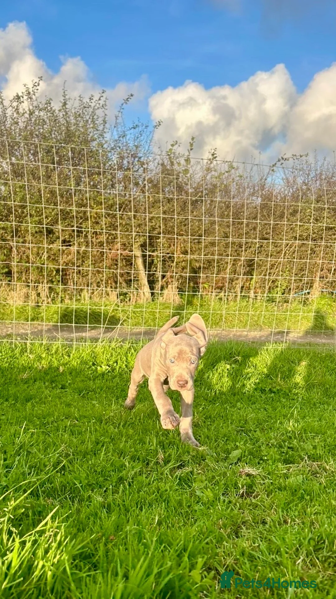 Weimaraner dogs for sale: KC weimaraner girl READY NOW - Advert 1