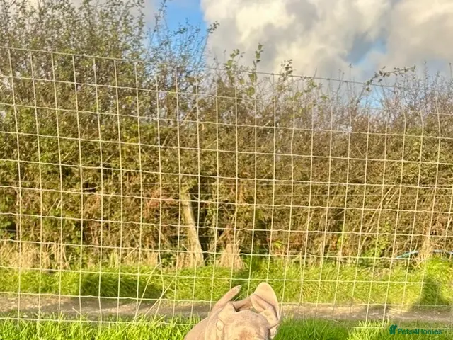 Weimaraner dogs for sale: KC weimaraner girl READY NOW - Advert 1