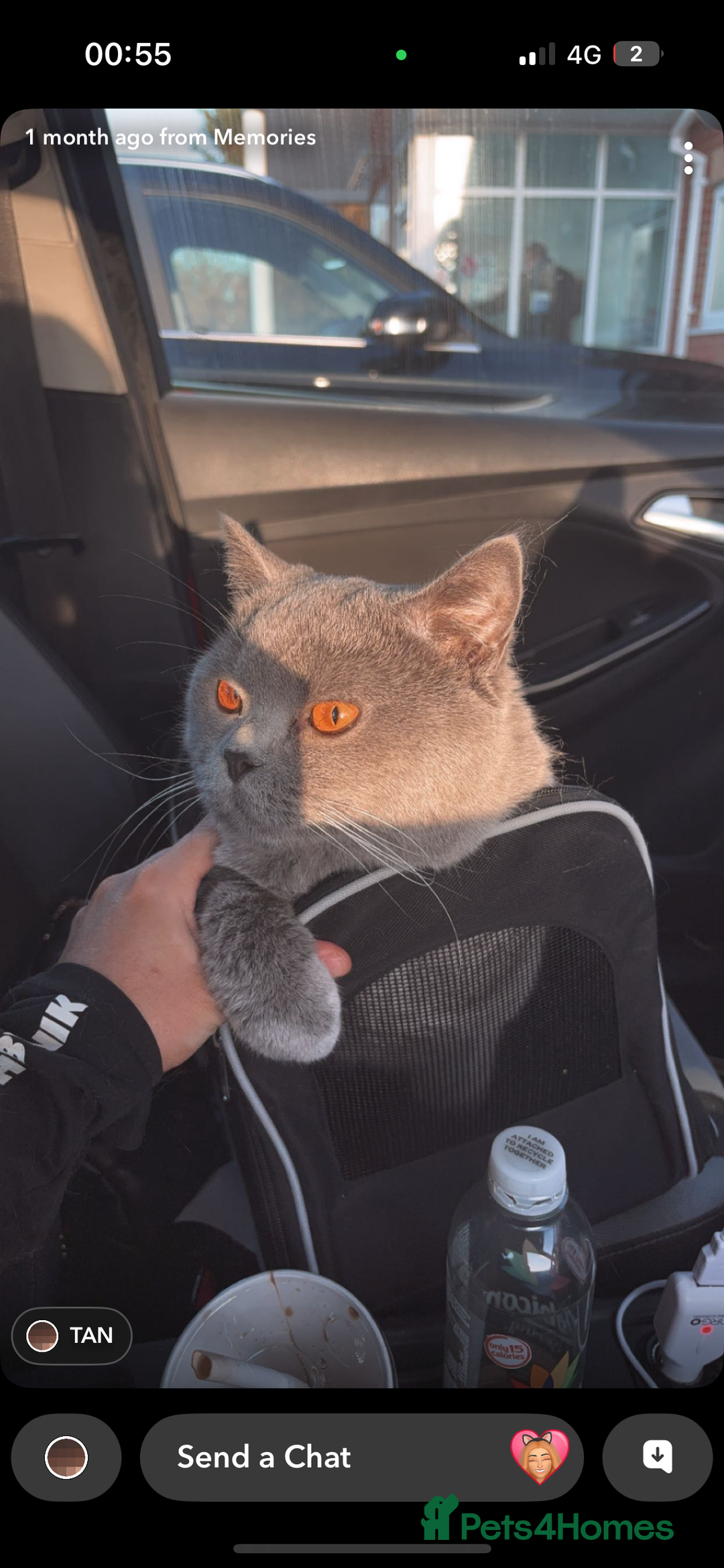 British Shorthair cats for sale: Pablo and Sienna  - Advert 3