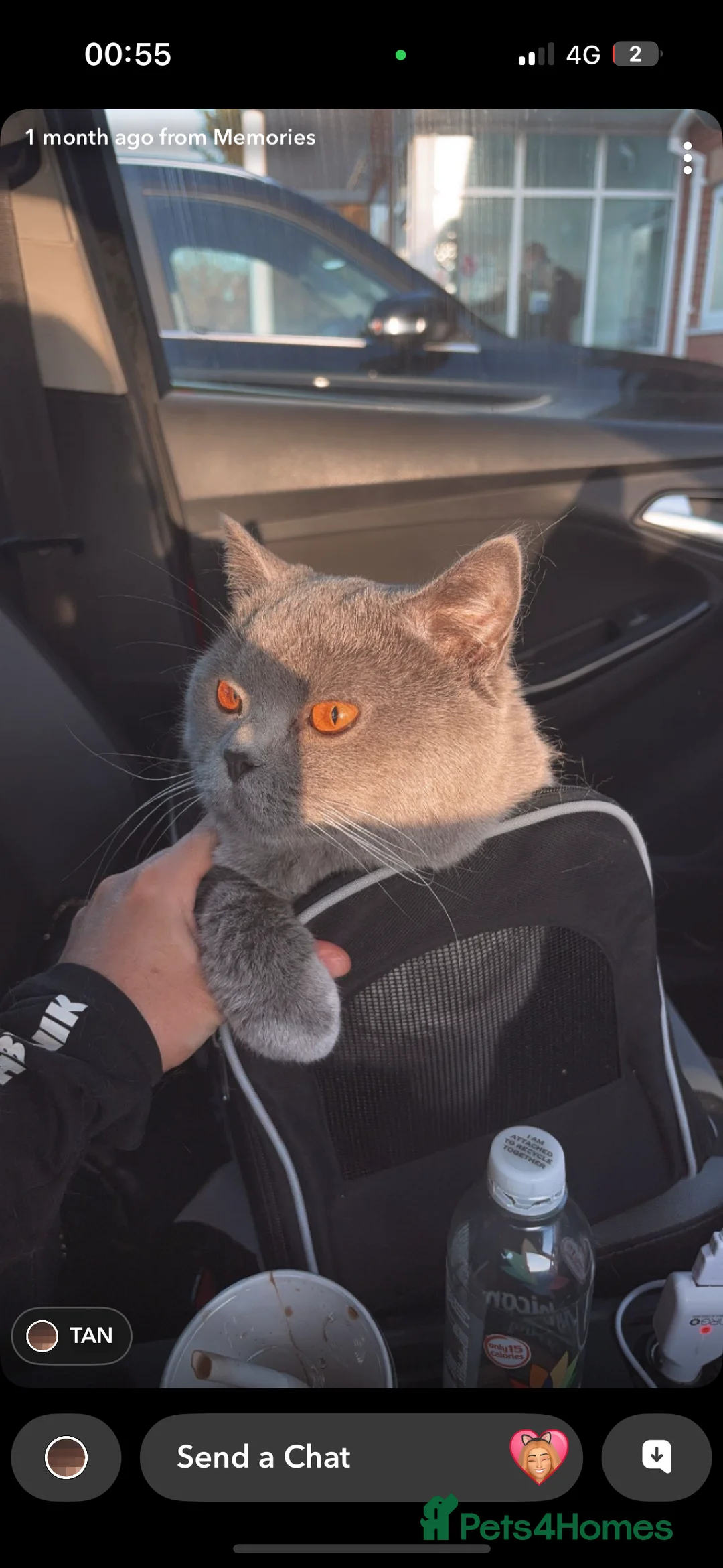 British Shorthair cats for sale: Pablo and Sienna  - Advert 5