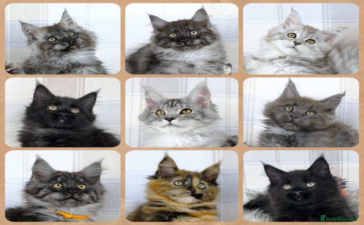 Maine Coon cats - Advert 2