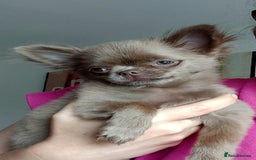 Chihuahua dogs for sale: Sold Dna tested parents Lilac fawn girl   - Image 4