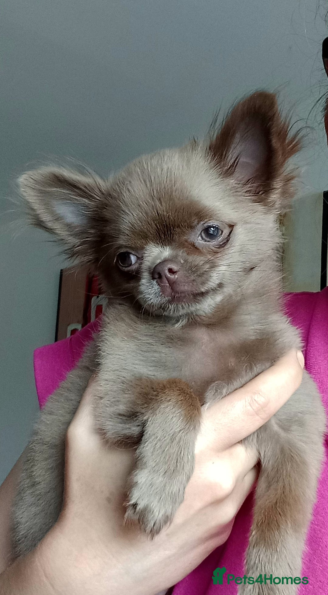 Chihuahua dogs for sale: Sold Dna tested parents Lilac fawn girl   - Image 4