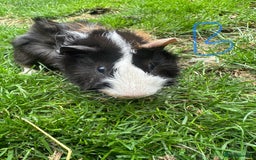Guinea Pig rodents for sale: Female and male guinea pigs for sale  - Image 5