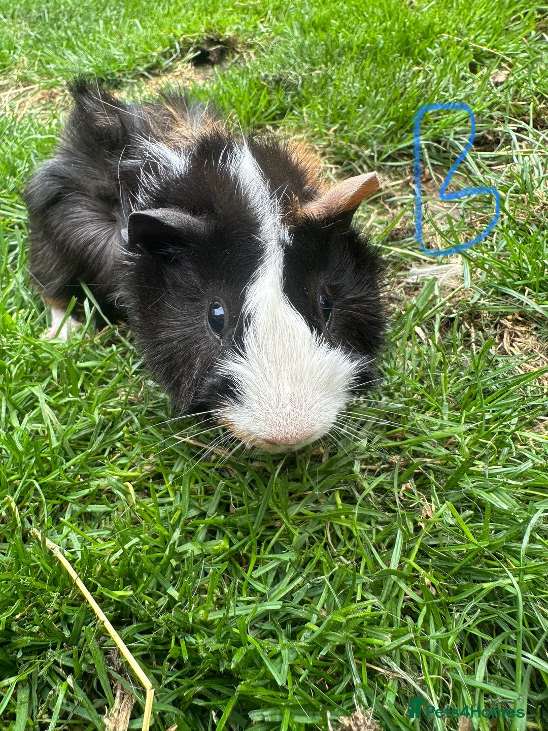 Guinea Pig rodents for sale: Female and male guinea pigs for sale  - Image 5