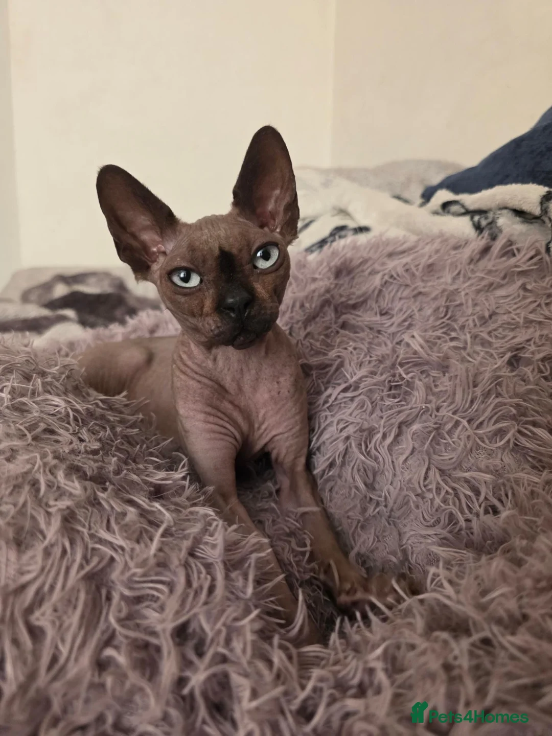 Sphynx cats for sale: Bubbles Looking for a New Lap - Advert 2