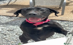 Mixed Breed dogs for sale: Mercy  - Image 4