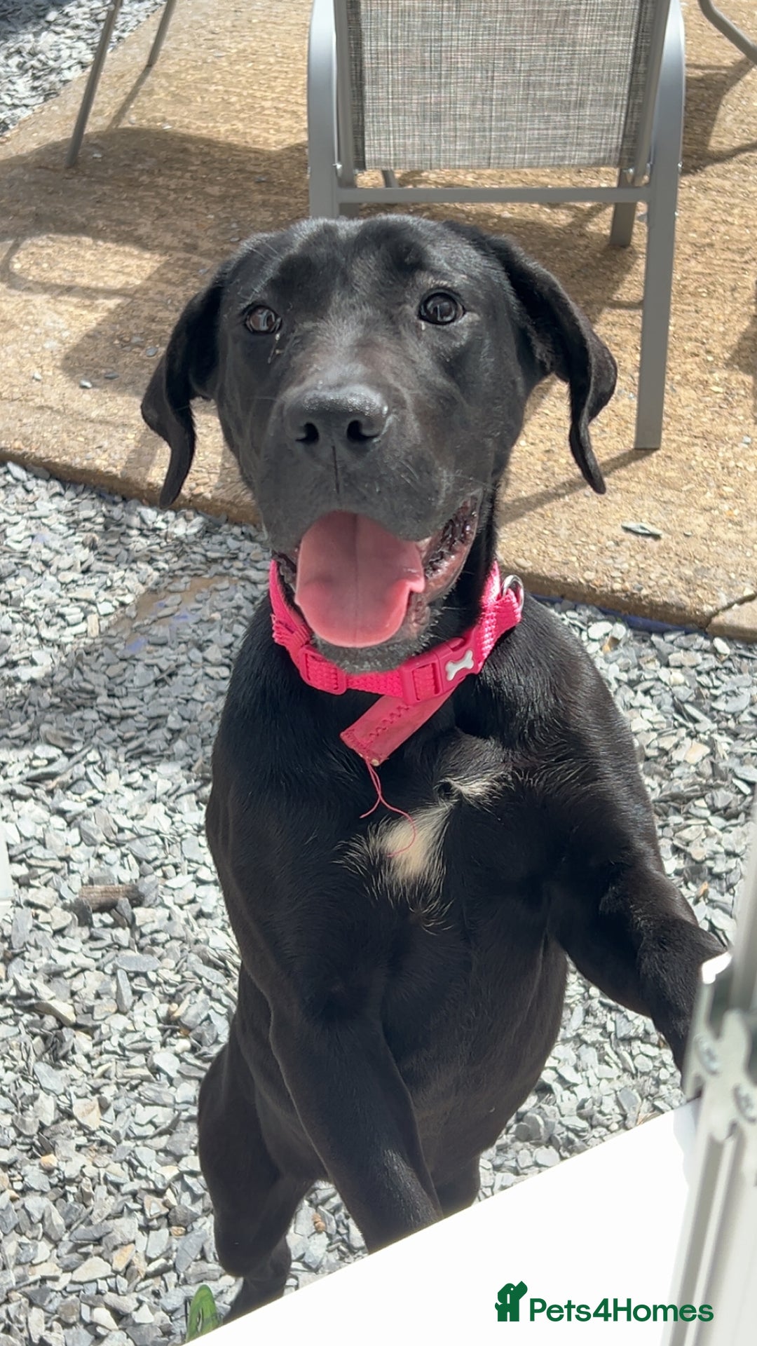 Mixed Breed dogs for sale: Mercy  - Image 4