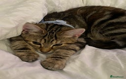 Domestic Shorthair cats for sale: Co co & Chia  - Image 2
