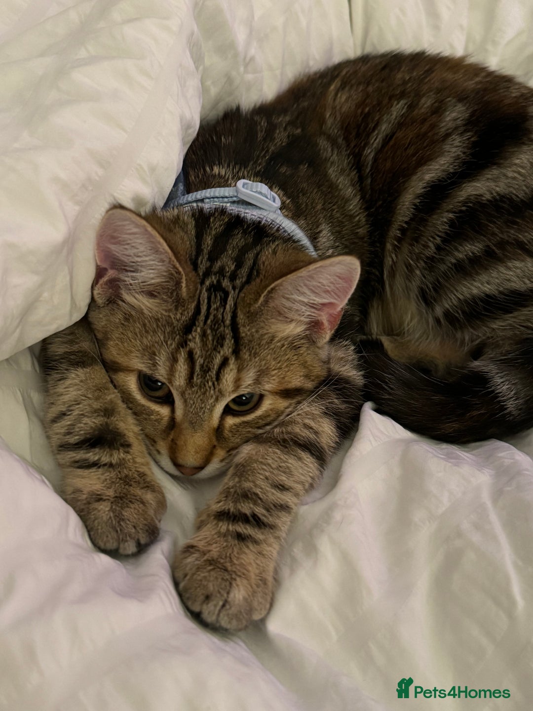 Domestic Shorthair cats for sale: Co co & Chia  - Image 2