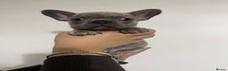 French Bulldog dogs for sale: Quality french bulldogs for sale - Advert 9