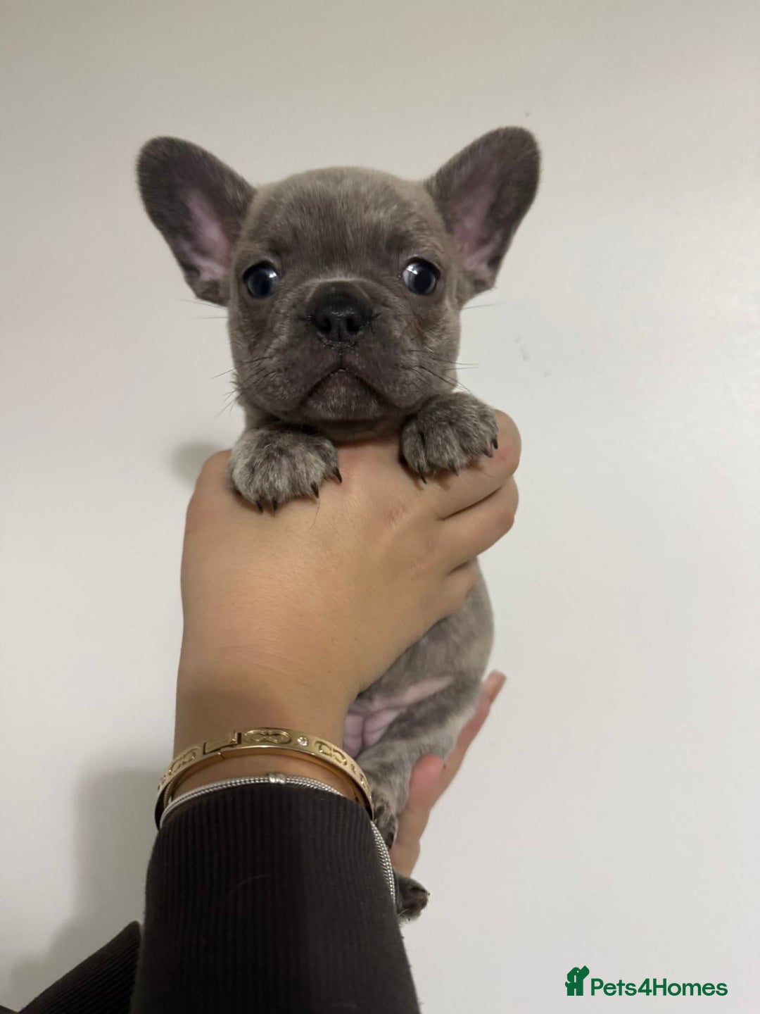 French Bulldog dogs for sale: Quality french bulldogs for sale - Advert 9