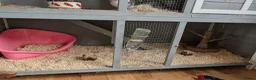 Polish rabbits for sale: 2 female polish dwarf bunnies need rehoming  - Advert 7