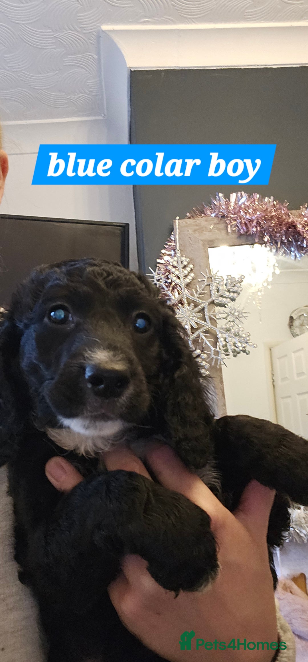 Cockapoo dogs for sale: 5 stunning f2 cockapoos ready togo x - Advert 7