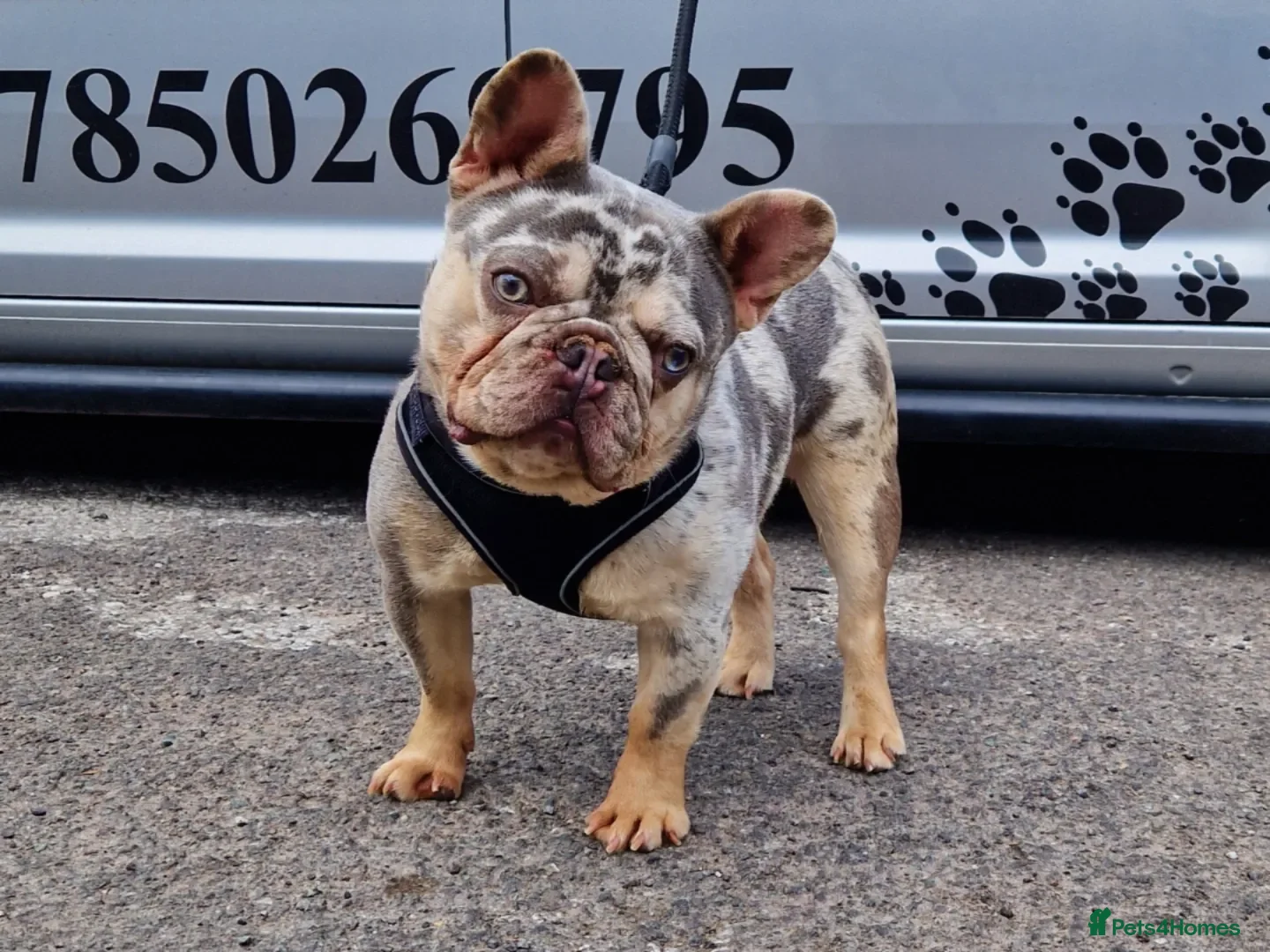 French Bulldog dogs ** RogueRoyales Zeus ** Fully Suited Lilac Merle  in Wolverhampton - Advert 16
