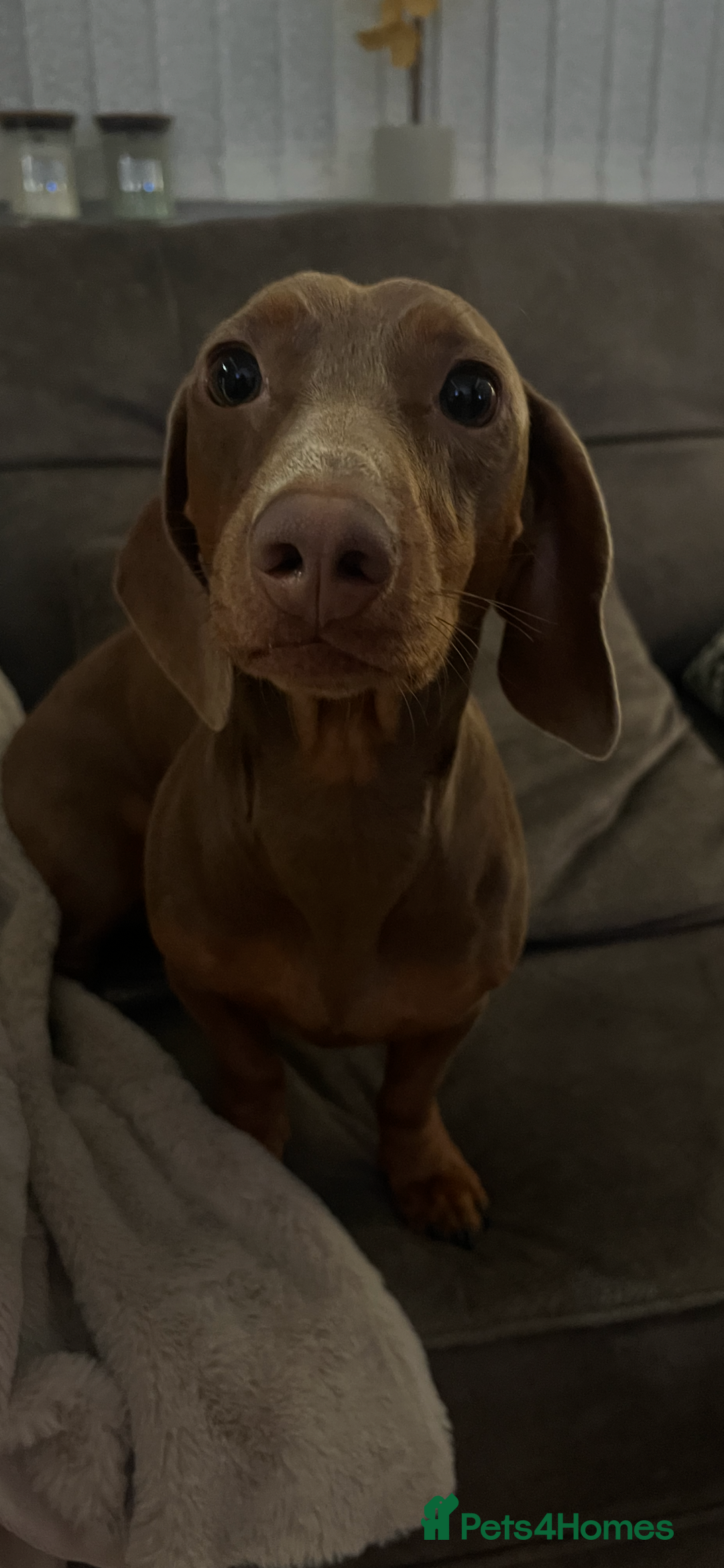 Miniature Dachshund dogs for stud: Ready for Stud  - Image 4