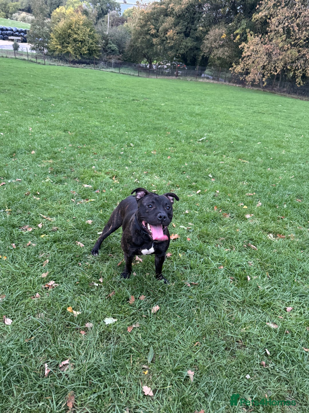 Staffordshire Bull Terrier dogs for stud: staffy for stud - Advert 7