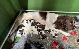 English Springer Spaniel dogs for sale: Springer Spaniel Pups - Image 1