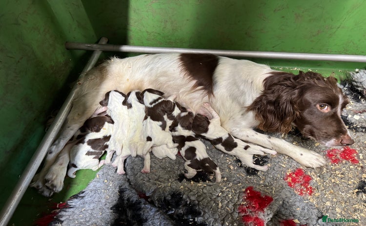 English Springer Spaniel dogs - Advert 1