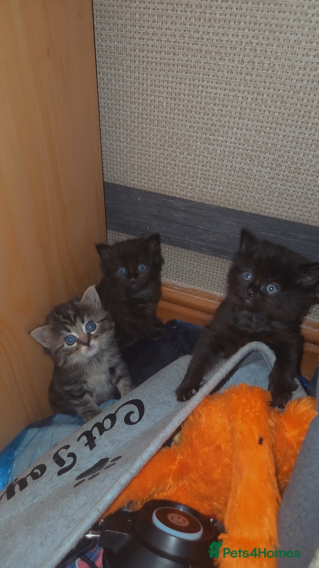 Mixed Breed cats BEAUTIFUL MIXED KITTENS - Advert 17