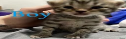 Siberian cats for sale: TeddyBear kittens for sale! (8 weeks) - Advert 13