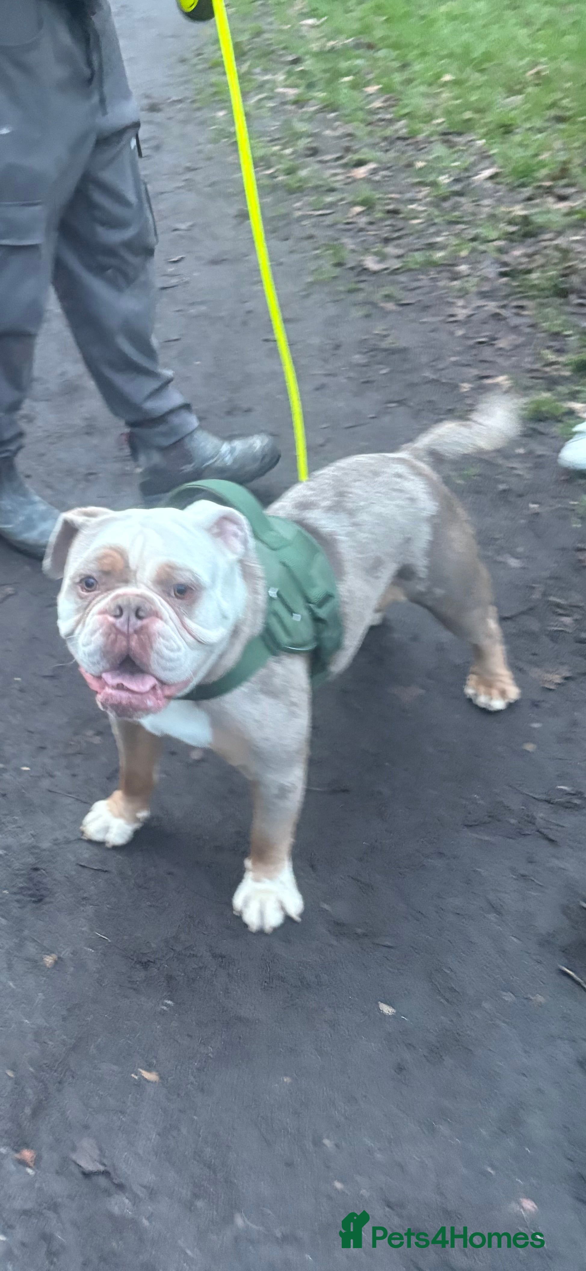 Olde English Bulldogge dogs 1 year old old English bulldog  Max  in Orpington - Advert 1